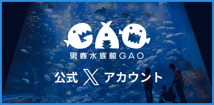 男鹿水族館 公式Xアカウントバナー画像