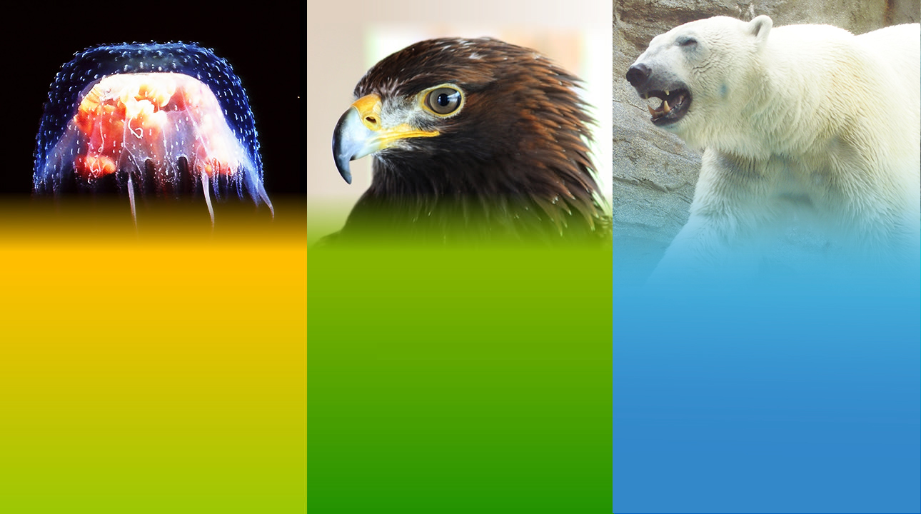 スタンプラリー – 男鹿水族館GAO