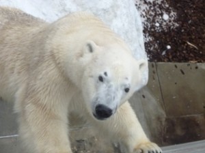 豪太と遊ぼう！