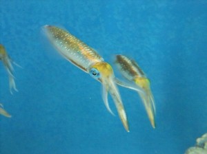 アオリイカ はじめました 男鹿水族館gao