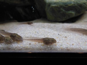 しゃき ん 男鹿水族館gao