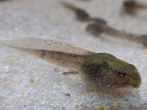 しゃき ん 男鹿水族館gao