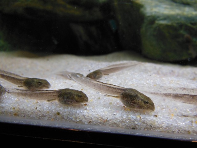 しゃき ん 男鹿水族館gao