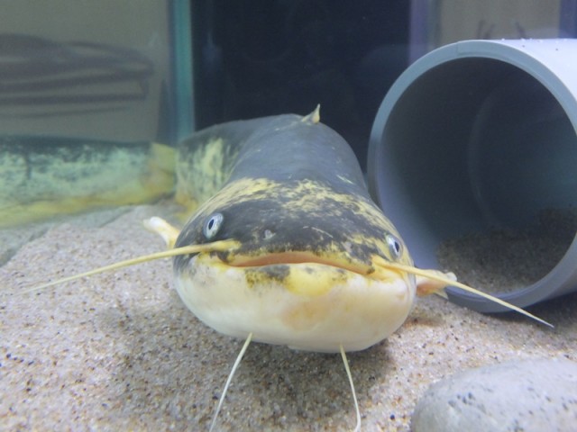 シリーズ 黄金ナマズが染まるまで 男鹿水族館gao