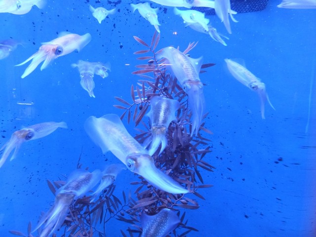 今年は円柱 男鹿水族館gao