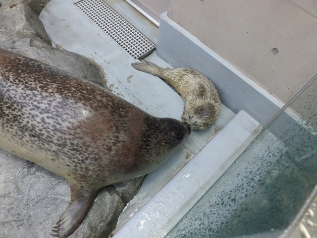 本日のこまち親子 男鹿水族館gao