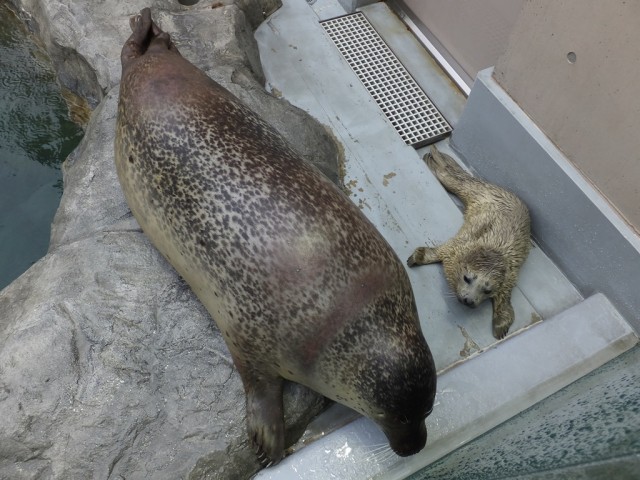 本日のこまち親子 男鹿水族館gao