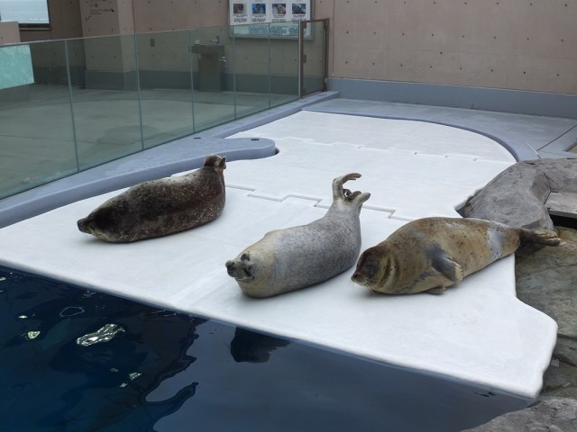 Yinggg seal store