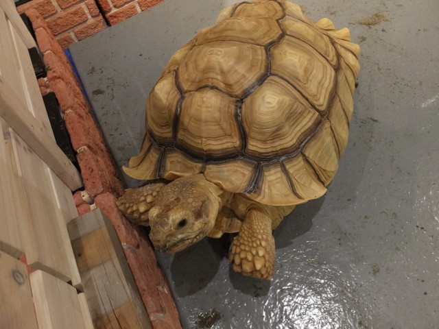 カメ子 観覧側にあらわる 男鹿水族館gao