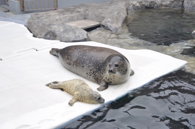 母子ともに健康 男鹿水族館gao