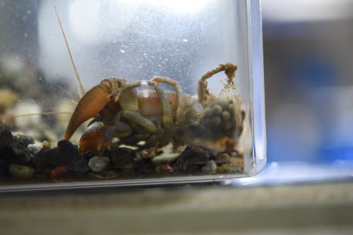 産卵したけど 男鹿水族館gao