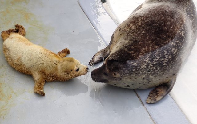 速報 みずき出産しました 男鹿水族館gao