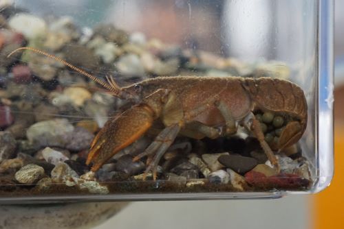 ニチザリ孵化しました 男鹿水族館gao