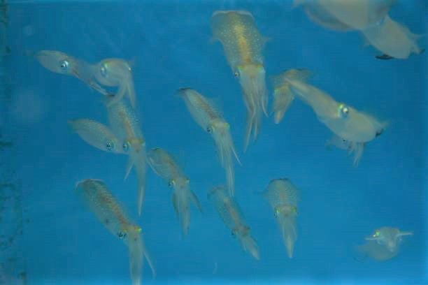 アオリイカ来たー 男鹿水族館gao