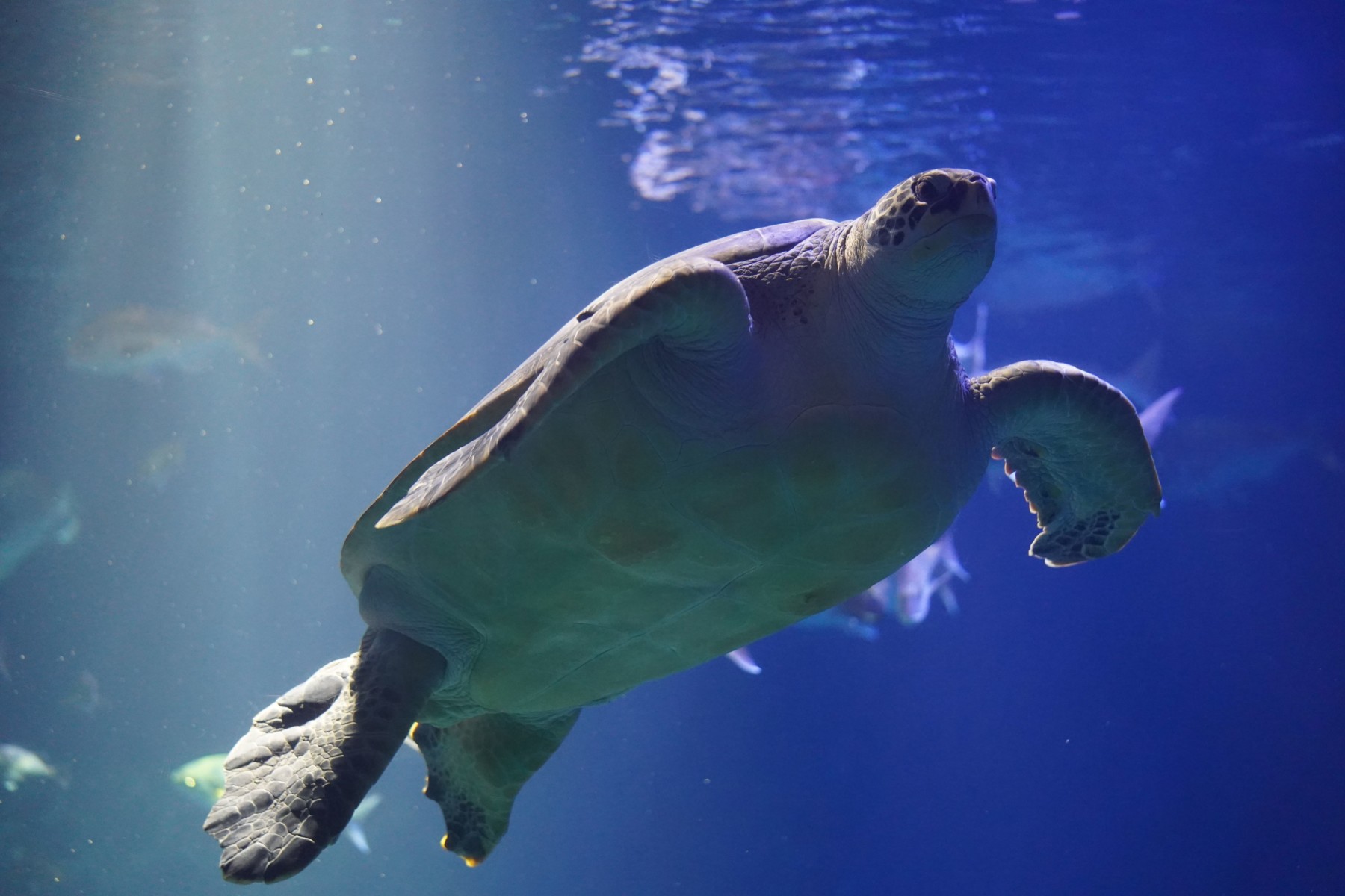 アオウミガメ – 男鹿水族館GAO