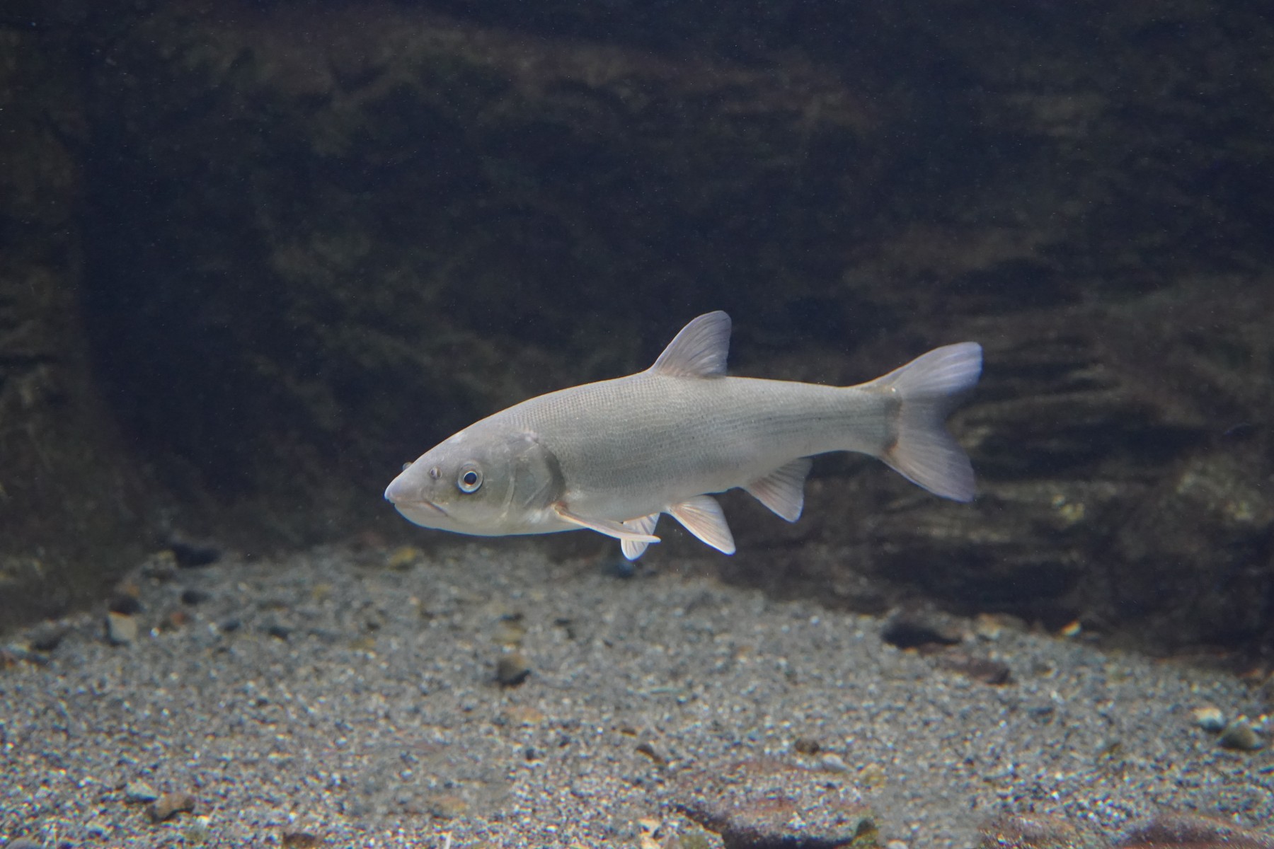 ウグイ 男鹿水族館gao