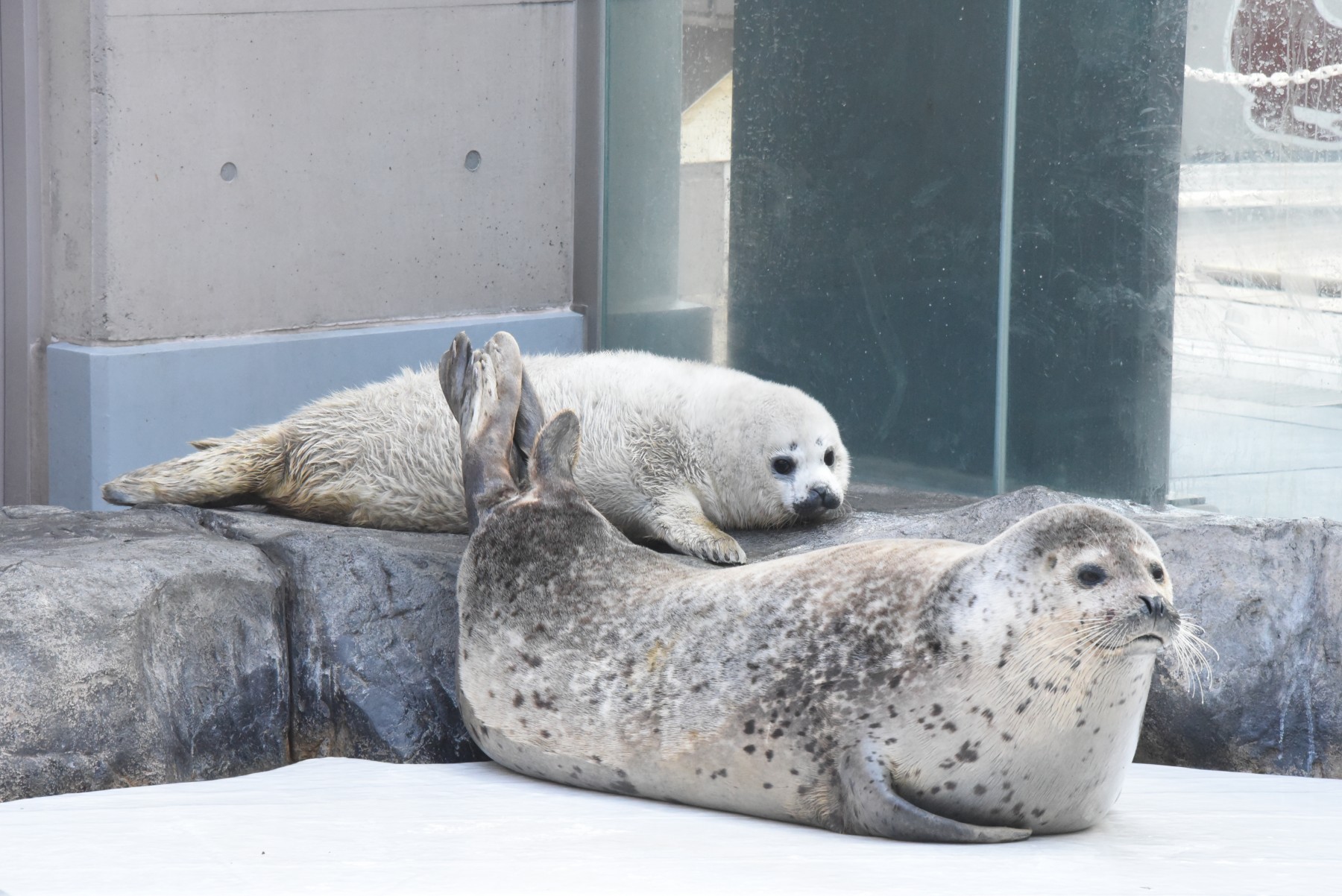 ゴマフアザラシ 男鹿水族館gao