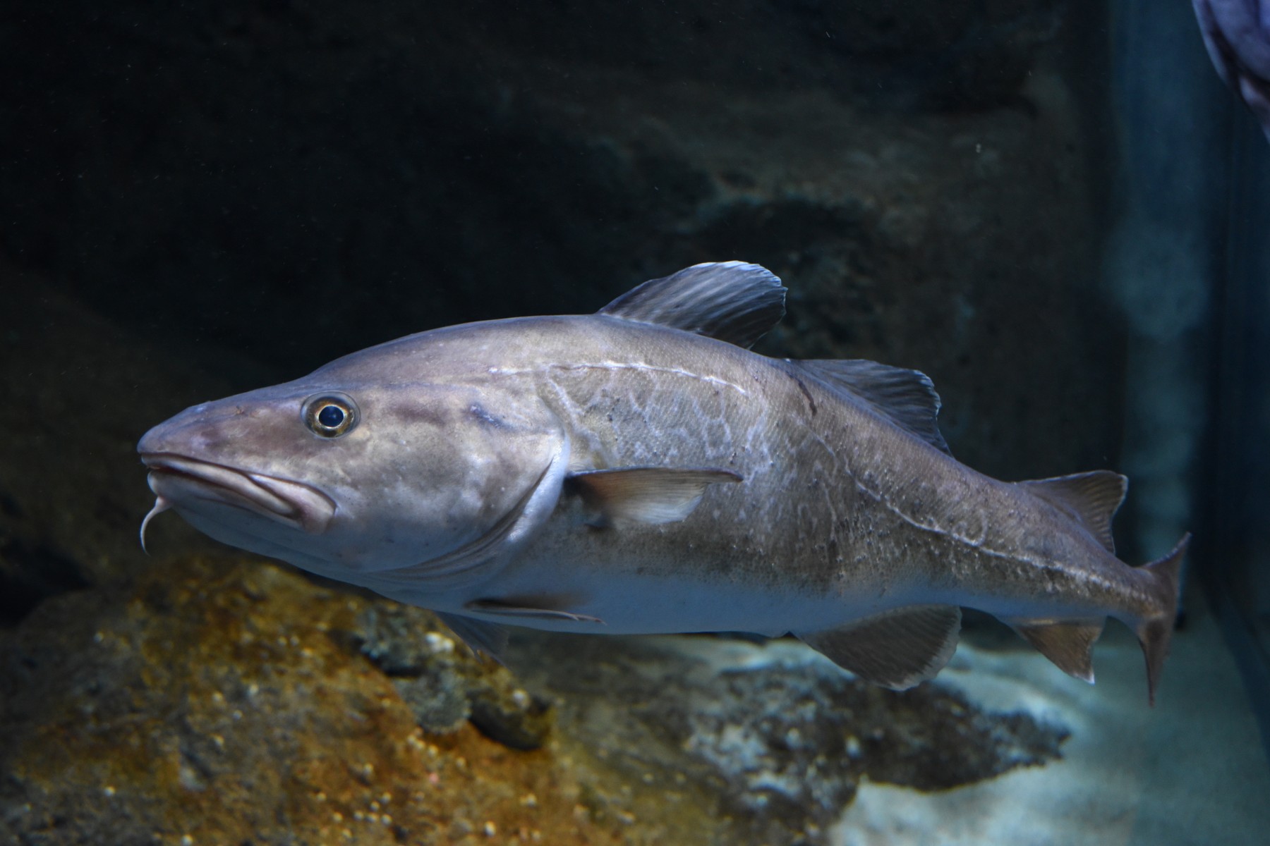 マダラ 男鹿水族館gao