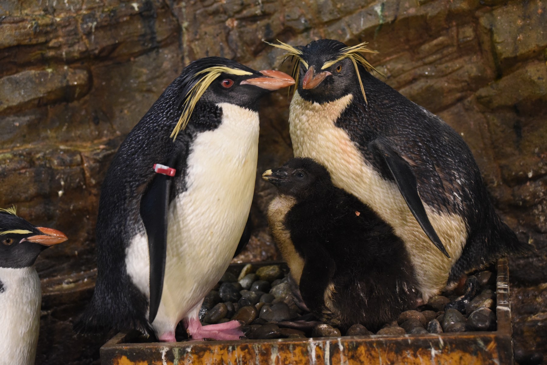 キタイワトビペンギン 男鹿水族館gao