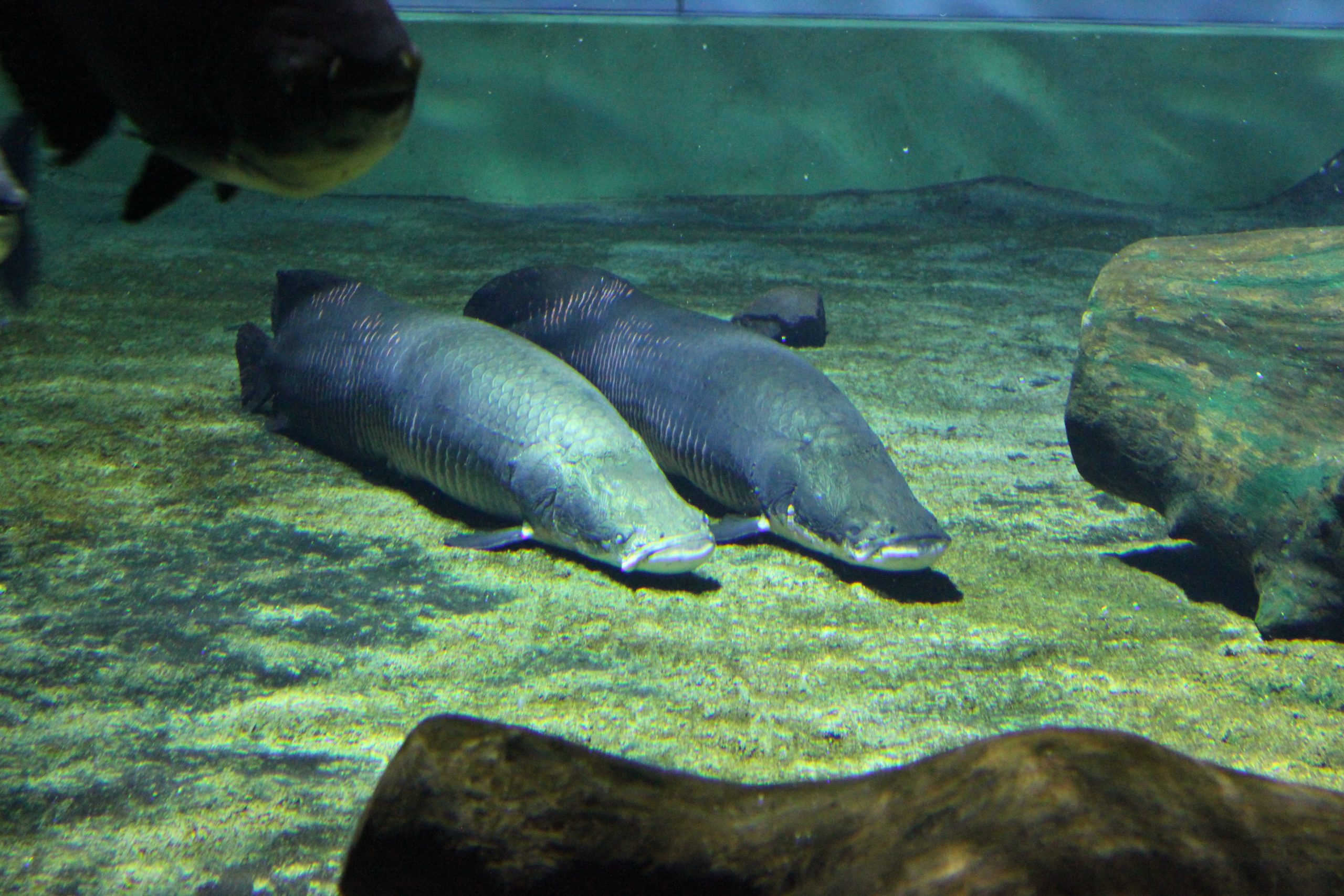 ピラルク 男鹿水族館gao