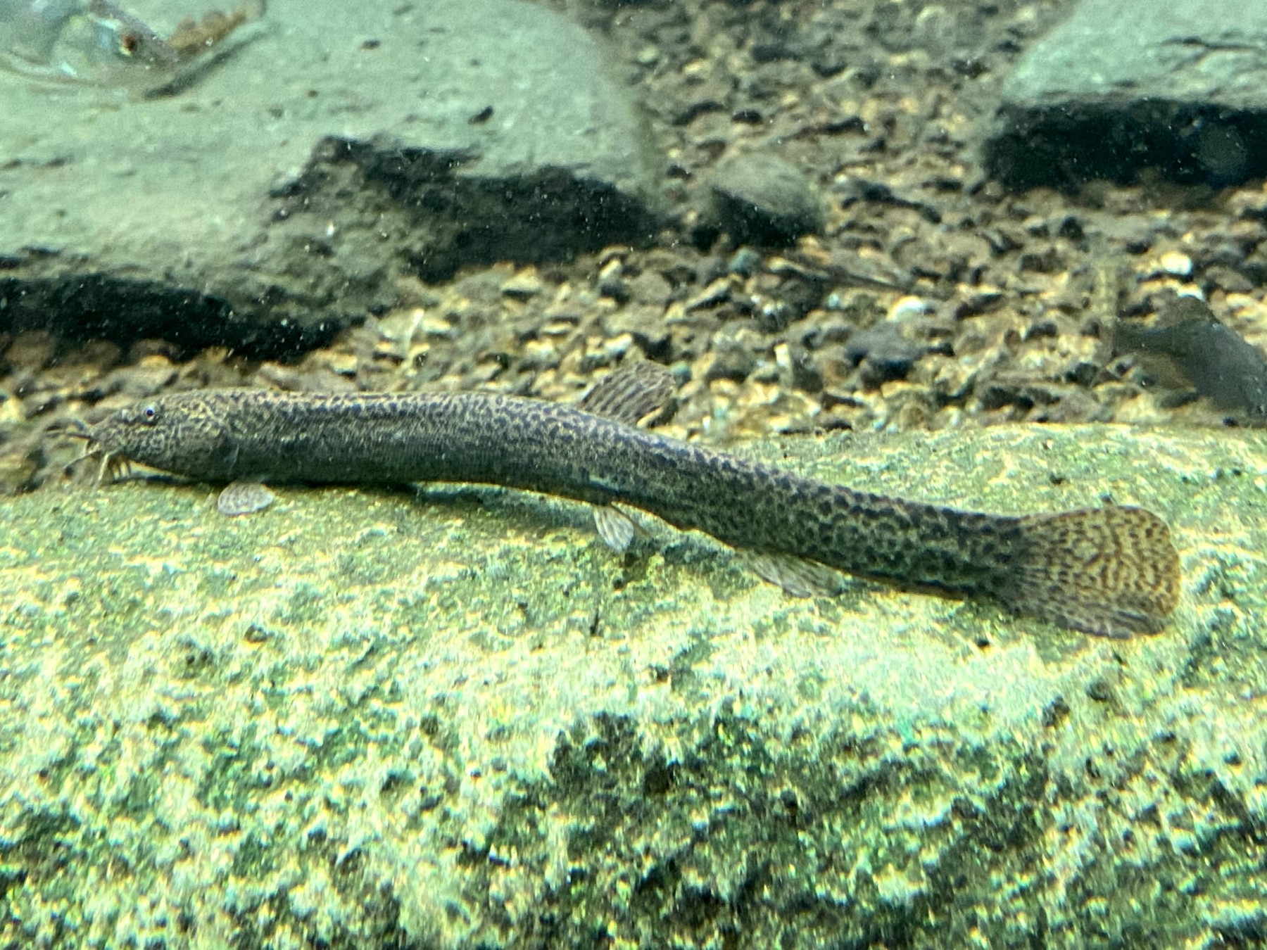 ドジョウ 男鹿水族館gao