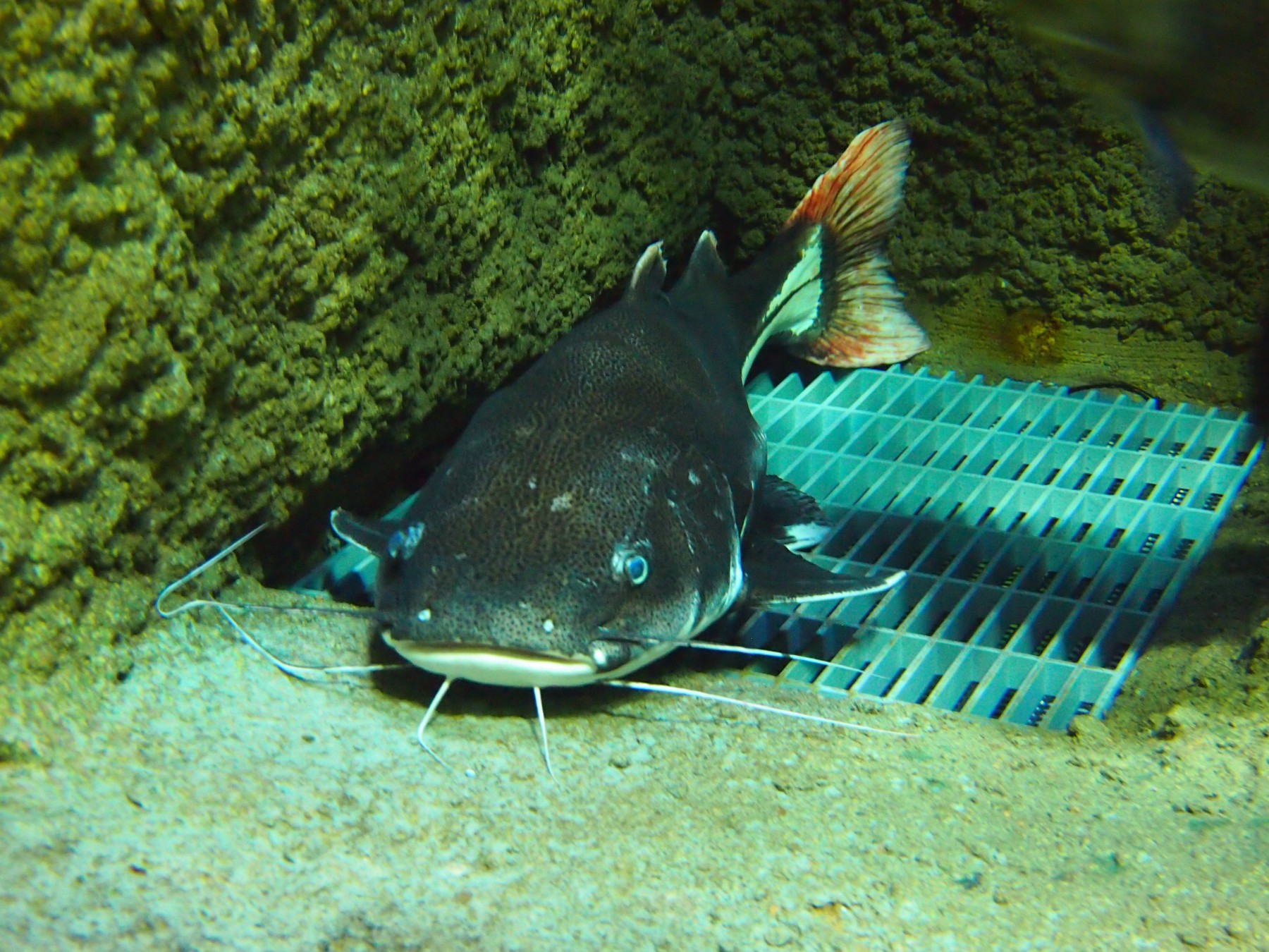 レッドテールキャットフィッシュ 男鹿水族館gao