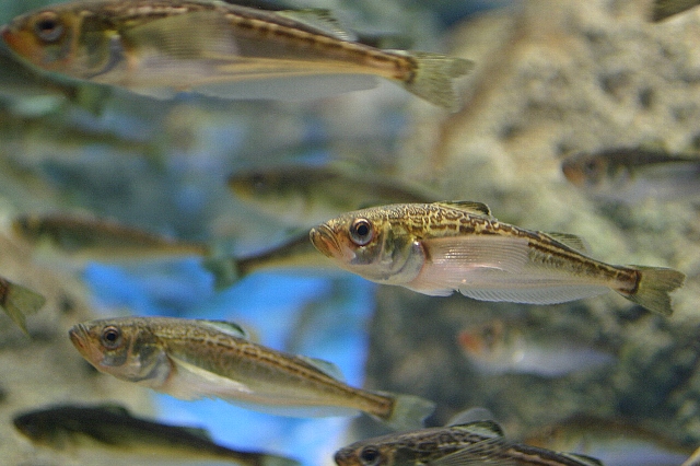 ハタハタ 男鹿水族館gao