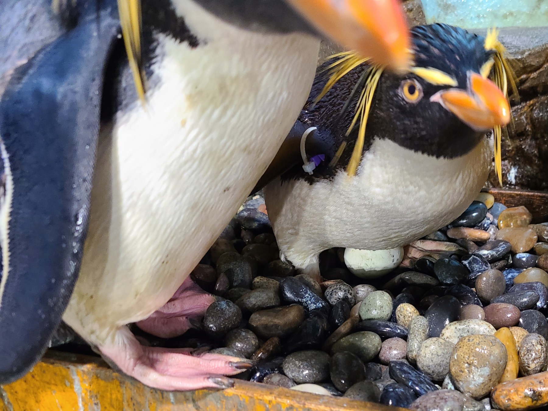 今シーズン初産卵 男鹿水族館gao 今シーズン初産卵 男鹿水族館gao