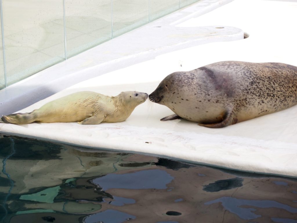 ゴマフアザラシ こまち 出産のお知らせ 男鹿水族館gao