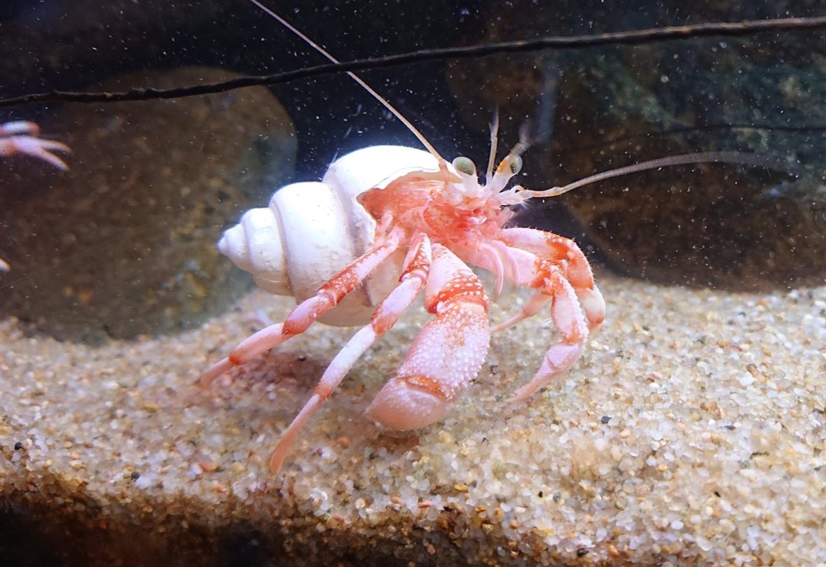 ラスバンホンヤドカリ 男鹿水族館gao
