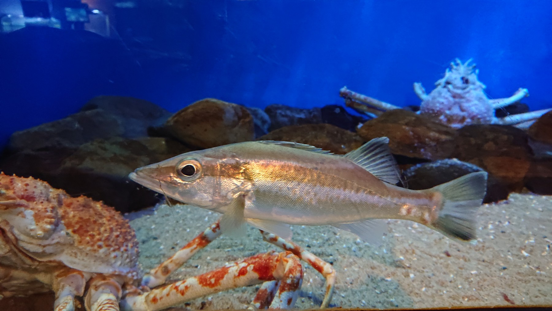 アラ – 男鹿水族館GAO