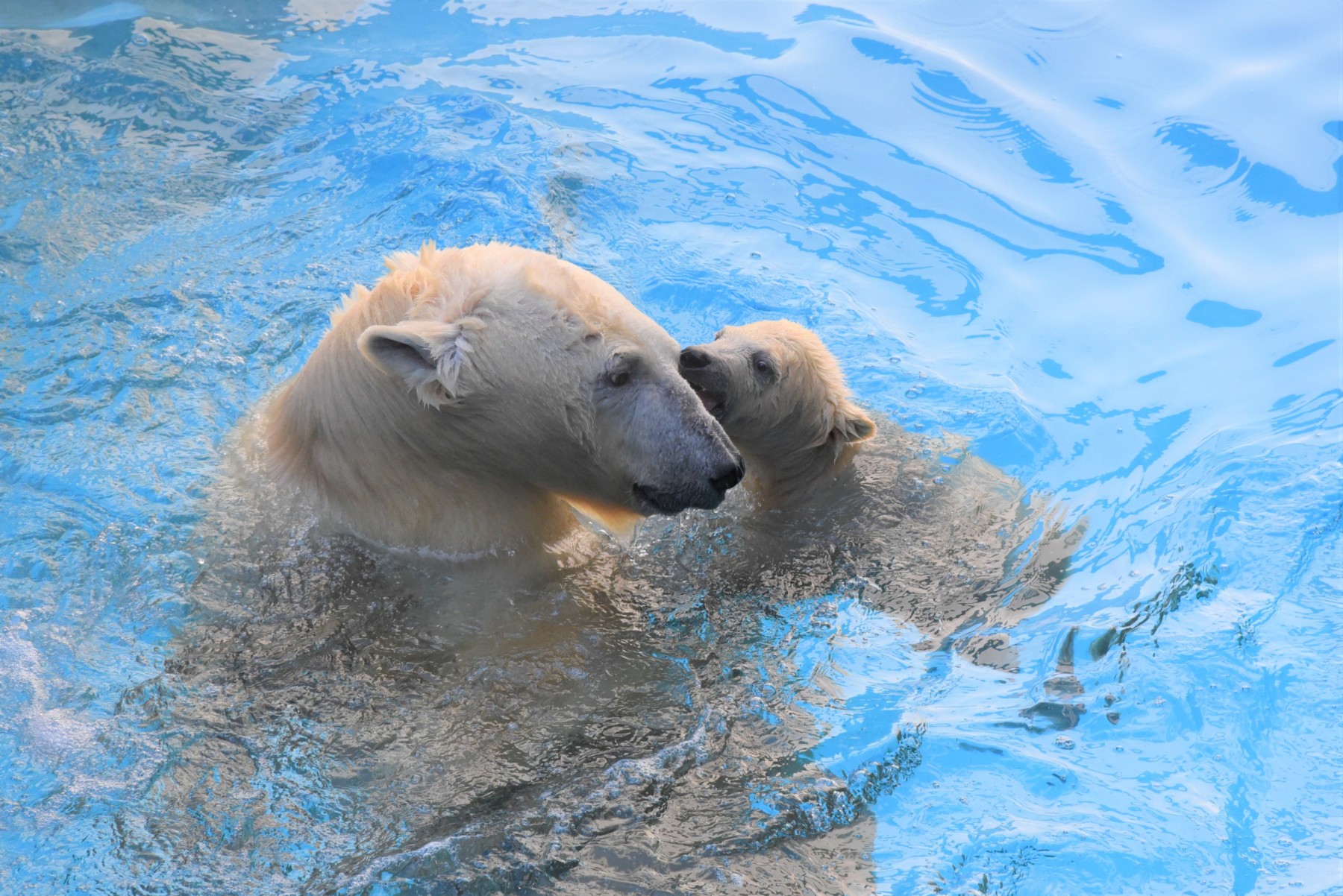 メ*6様 しろくま　写真集　ガオ　GAO　ミルク　男鹿水族館　本　BOOK　ホッ メ*6様 しろくま 写真集 ガオ GAO ミルク 男鹿水族館 本 BOOK
