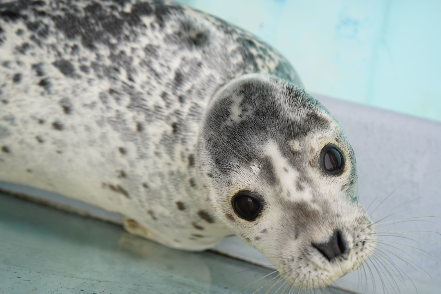 ゴマフアザラシ名前募集 終了しました 男鹿水族館gao