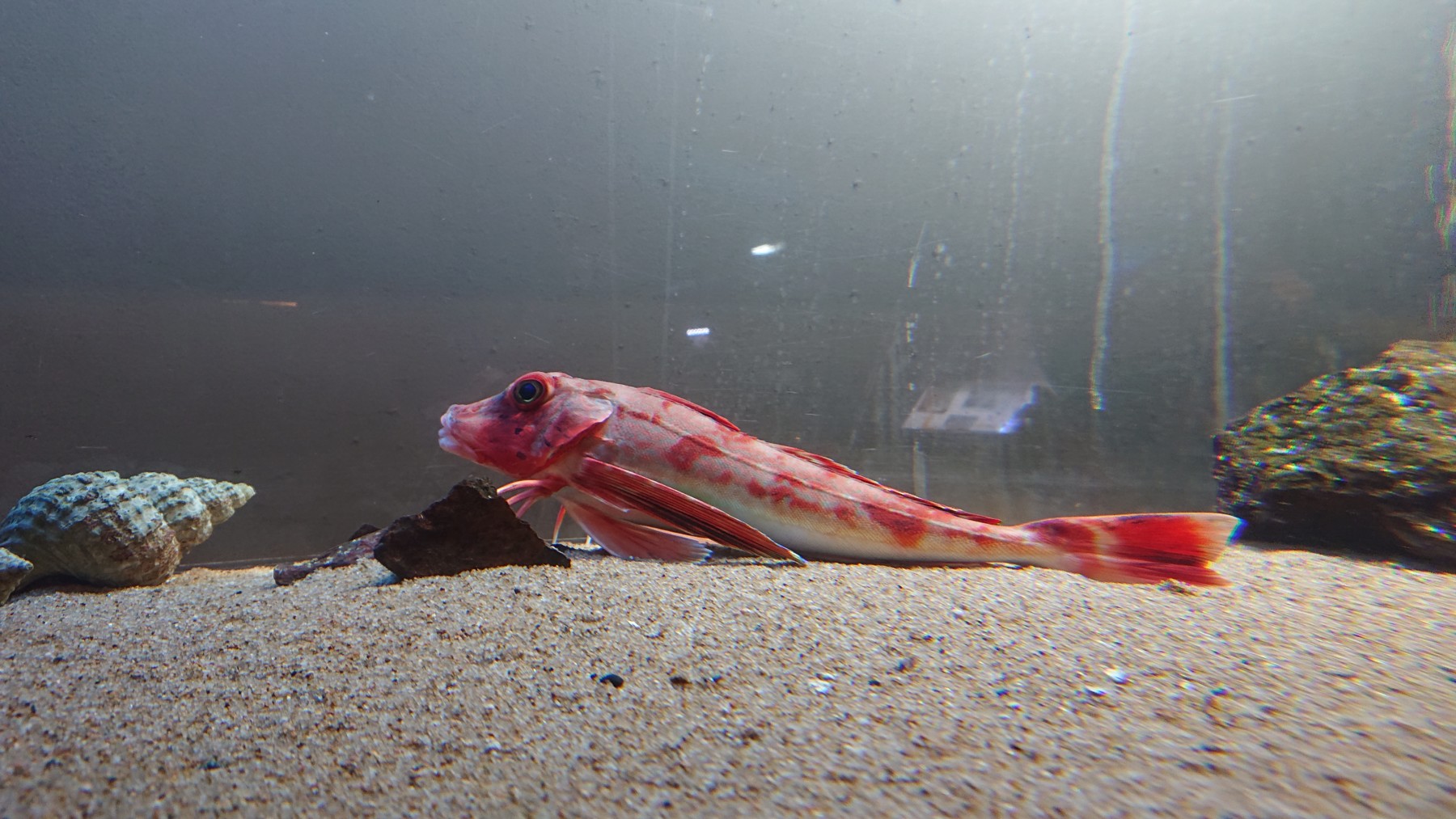 ホウボウ 男鹿水族館gao