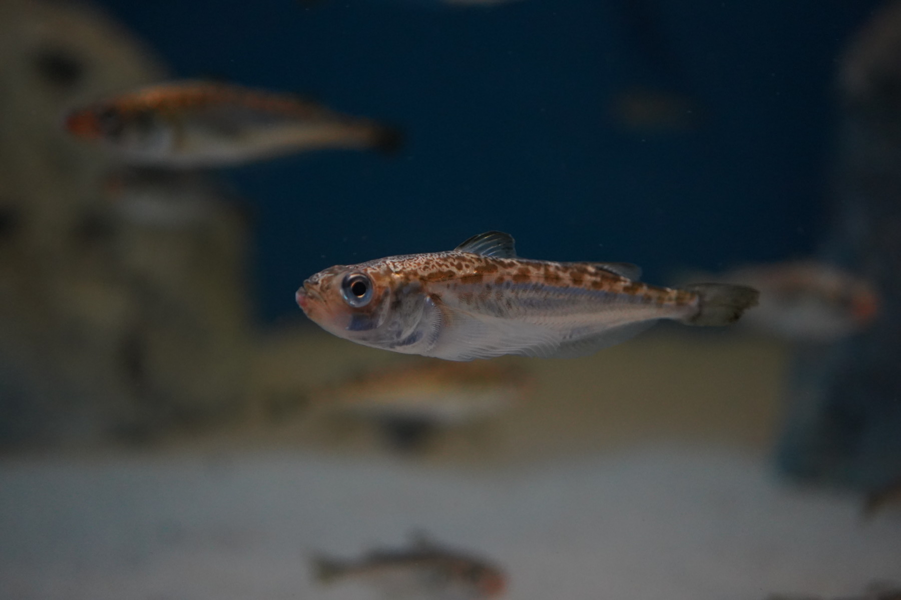 Oga Aquarium GAO See the Local Specialty, "Hatahata" from Akita Prefecture!