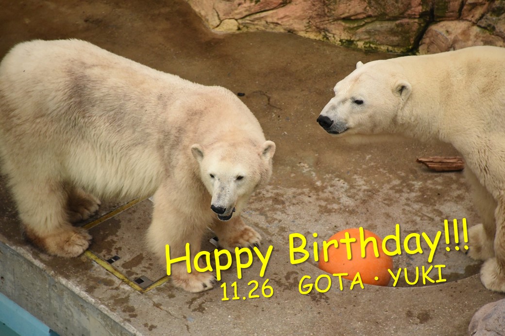 ホッキョクグマ誕生日関連イベント – 男鹿水族館GAO