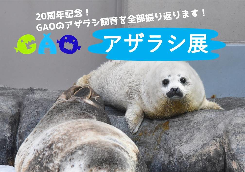 GAOのアザラシ飼育の歴史を振り返り！「アザラシ展」→終了しました