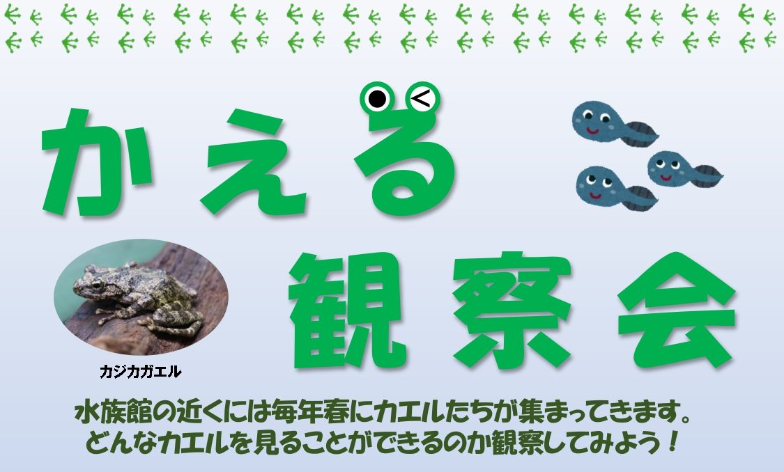かえる観察会→終了しました – 男鹿水族館GAO