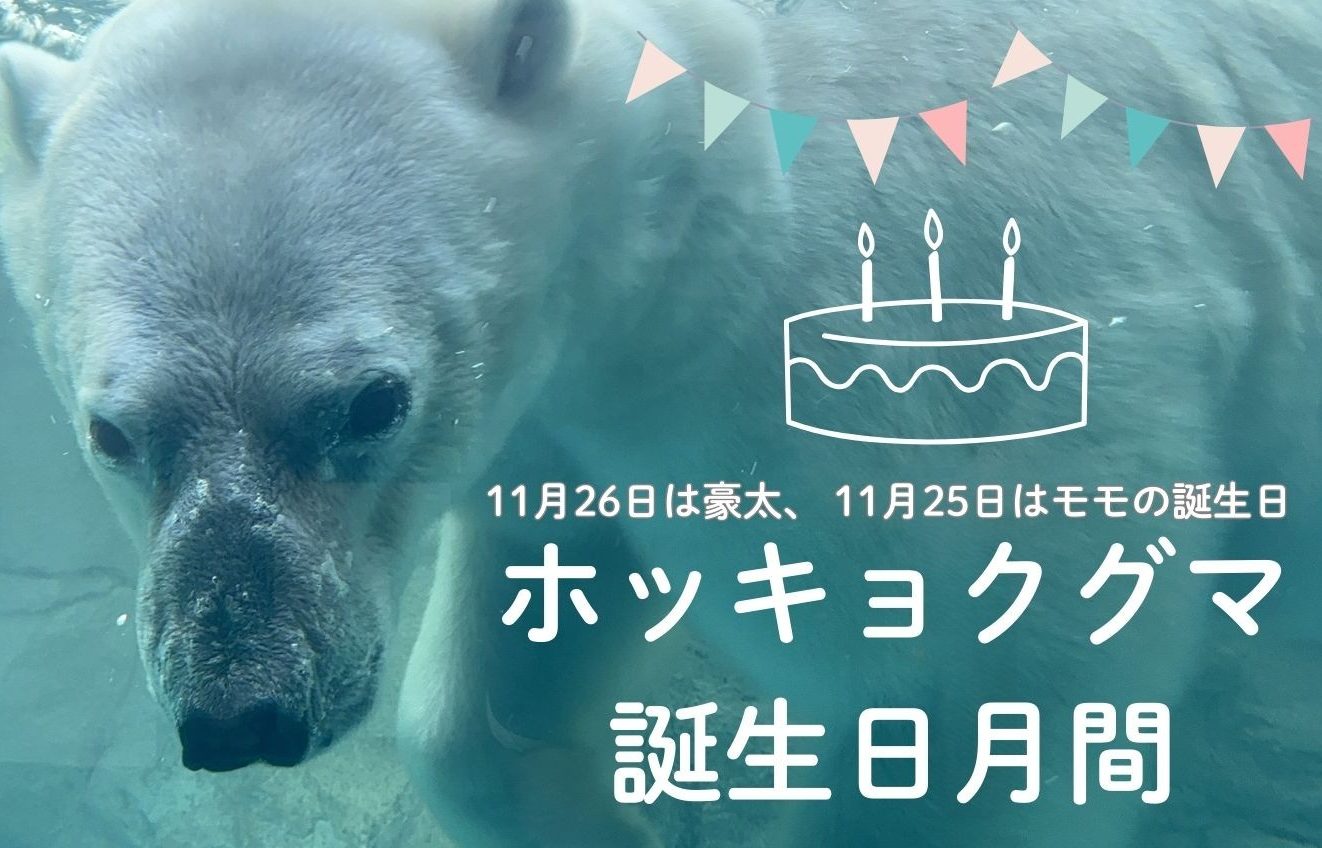 豪太・モモ 誕生日企画！ – 男鹿水族館GAO