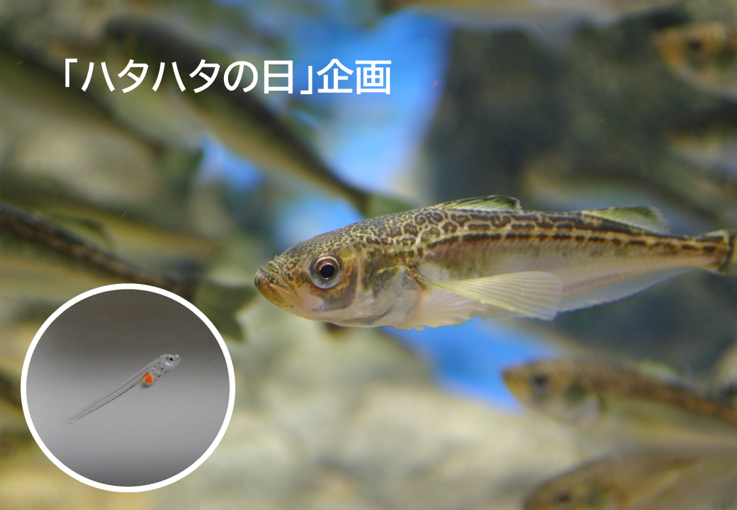「ハタハタ観察会」(「ハタハタの日」企画) →終了しました – 男鹿水族館GAO