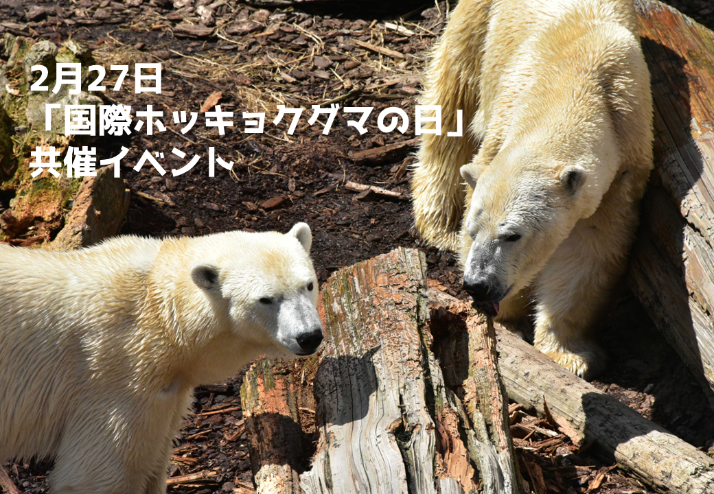 国際ホッキョクグマの日(終了しました) – 男鹿水族館GAO