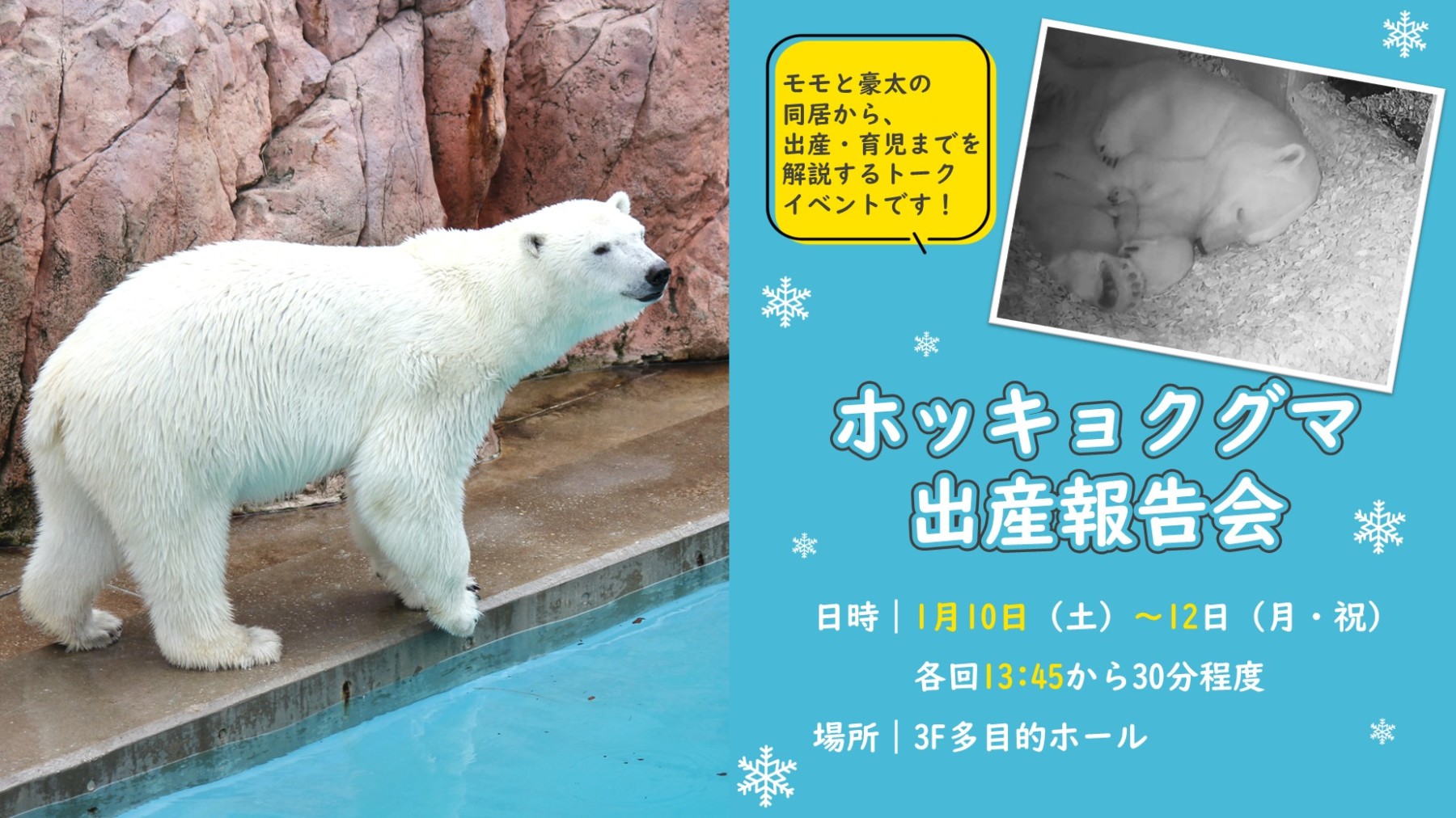 ホッキョクグマ出産報告会→終了しました – 男鹿水族館GAO