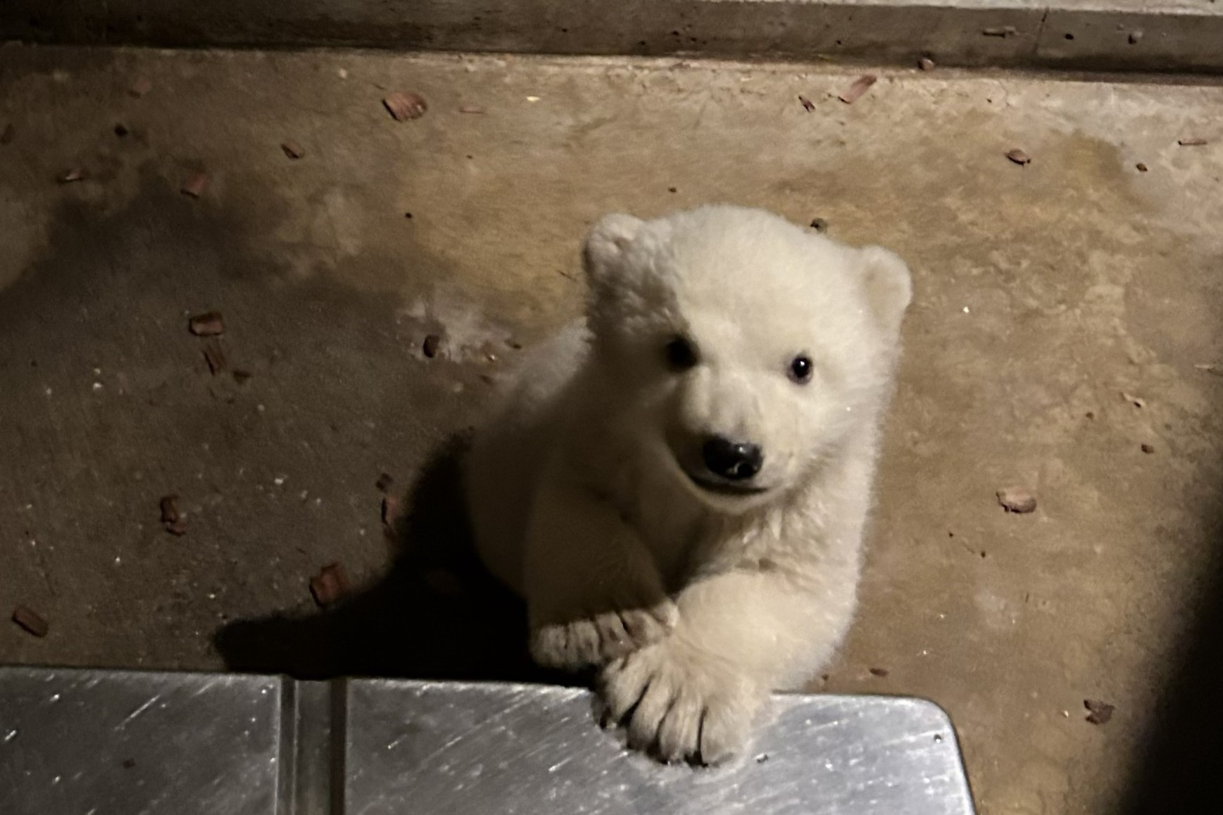 12月4日生まれのホッキョクグマの性別について – 男鹿水族館GAO