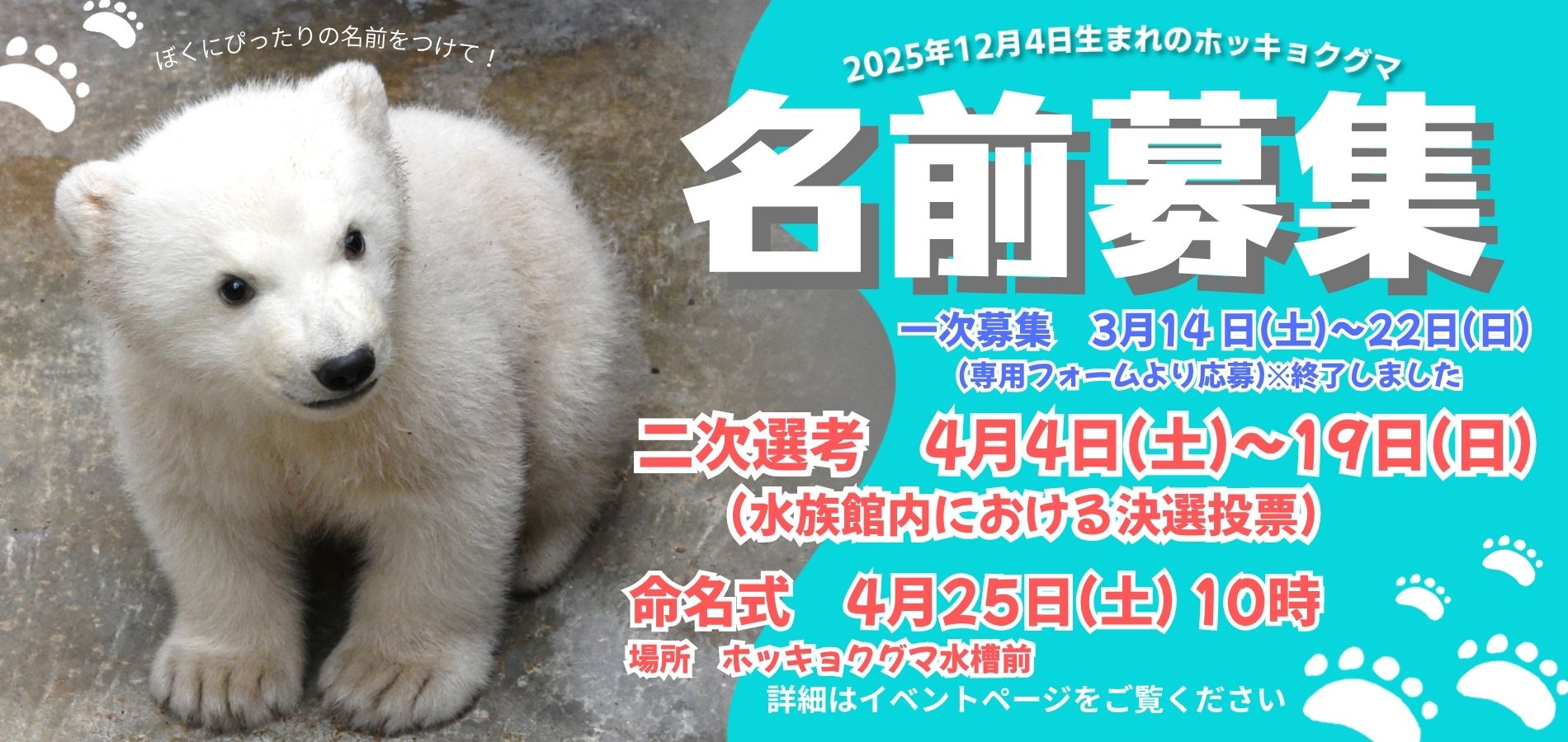 12月4日生まれホッキョクグマの名前について→終了しました – 男鹿