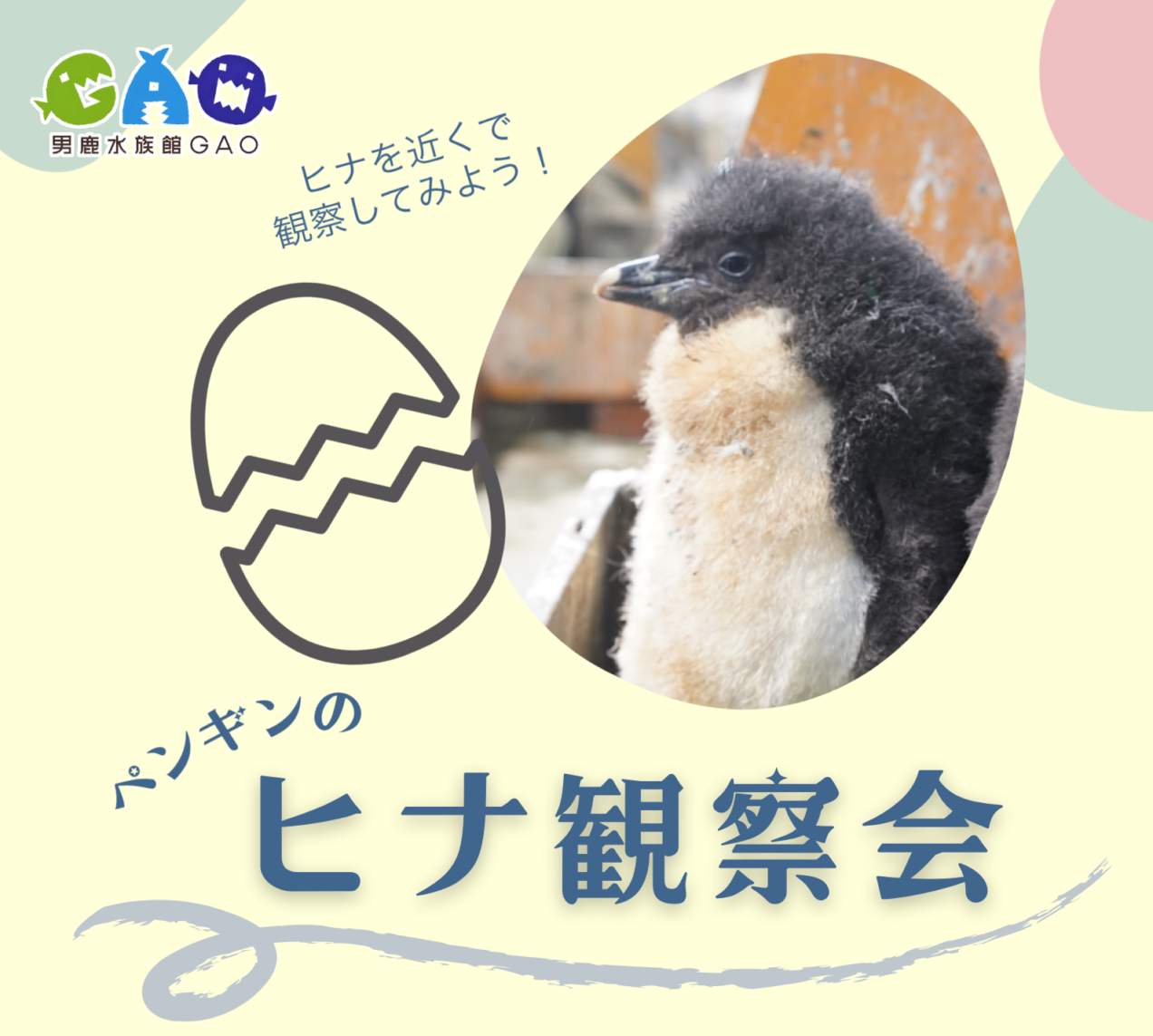 ペンギンネコアアム追加写真確認用 ペンギンヒナ観察会 – 男鹿水族館GAO