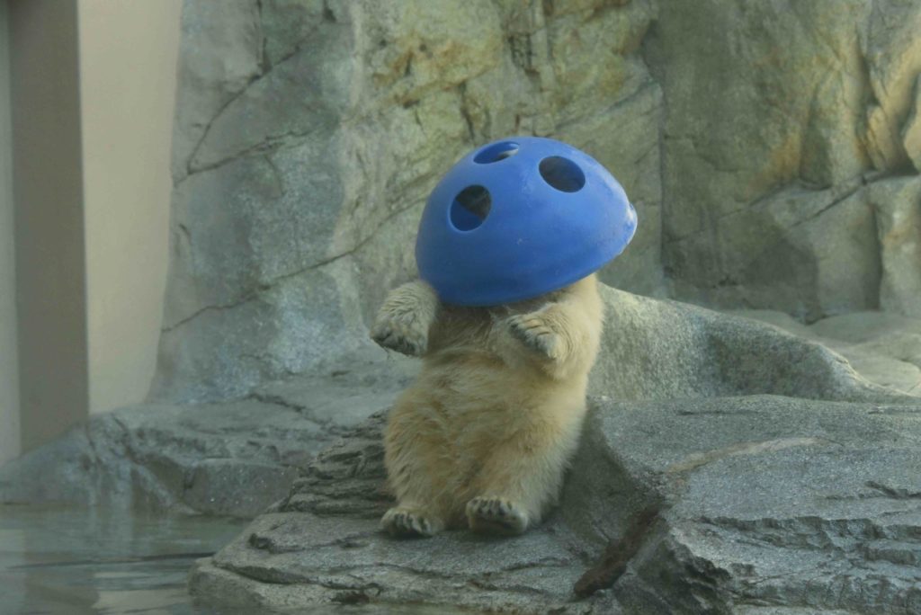 輝くゴールデンウィーク – 男鹿水族館GAO