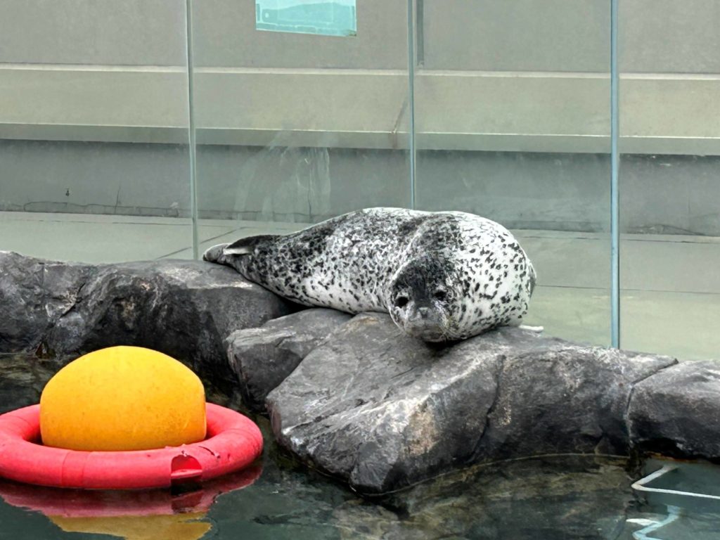 輝くゴールデンウィーク – 男鹿水族館GAO
