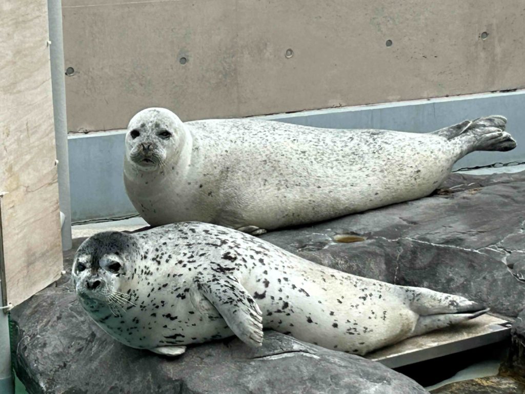 輝くゴールデンウィーク – 男鹿水族館GAO