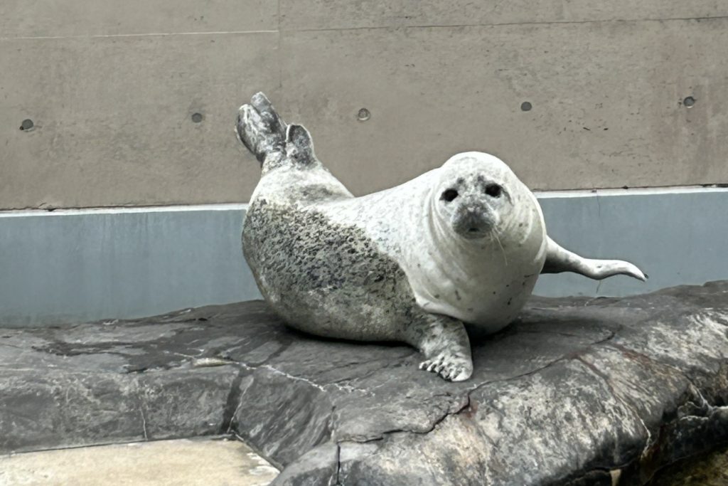 輝くゴールデンウィーク – 男鹿水族館GAO